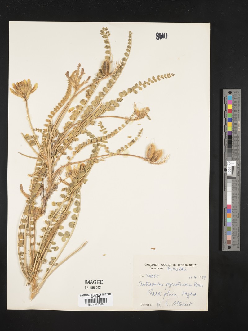 Astragalus pyrrhotrichus