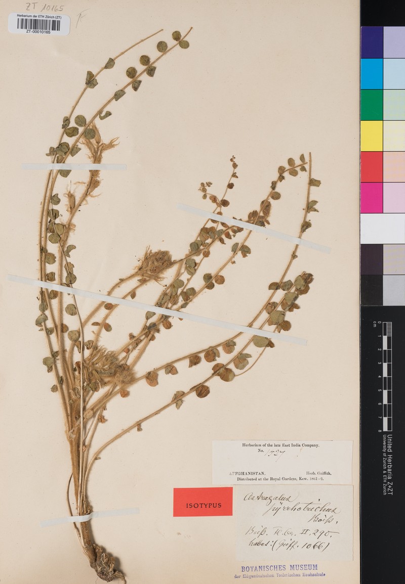 Astragalus pyrrhotrichus photo 2