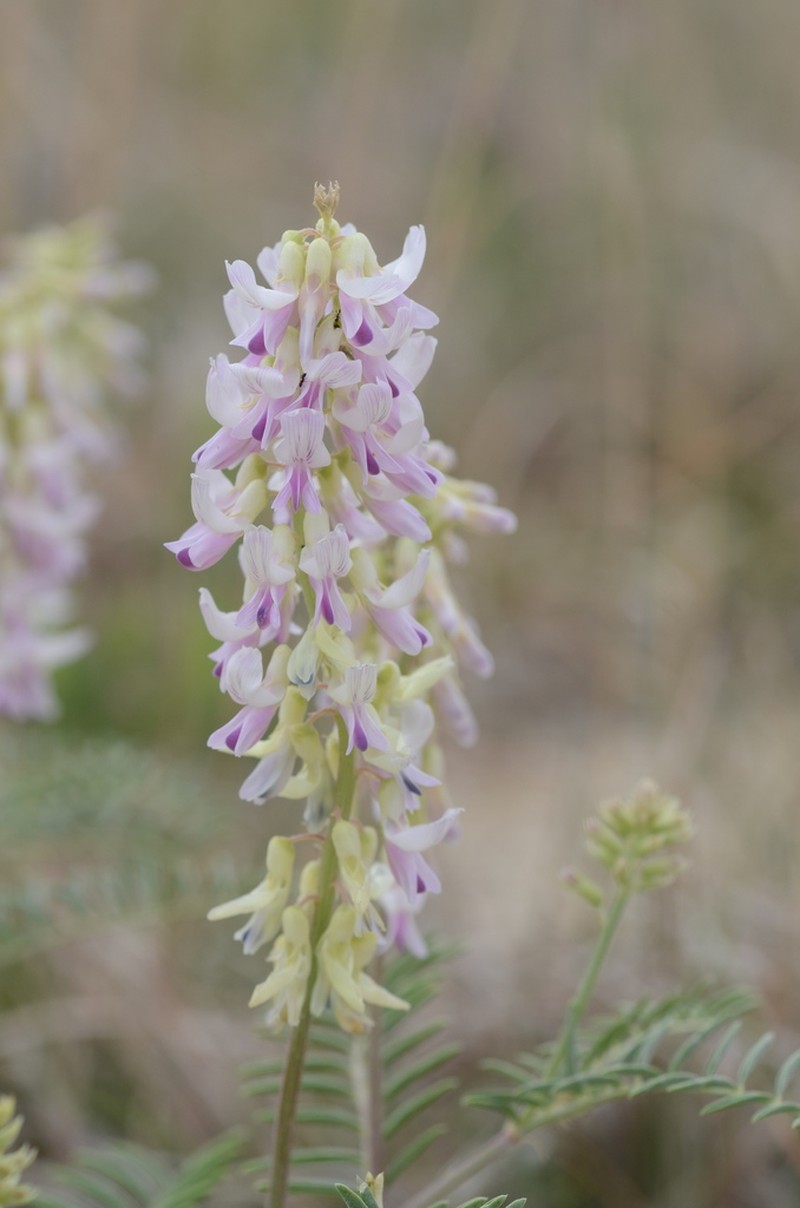 Cream Milkvetch photo 2