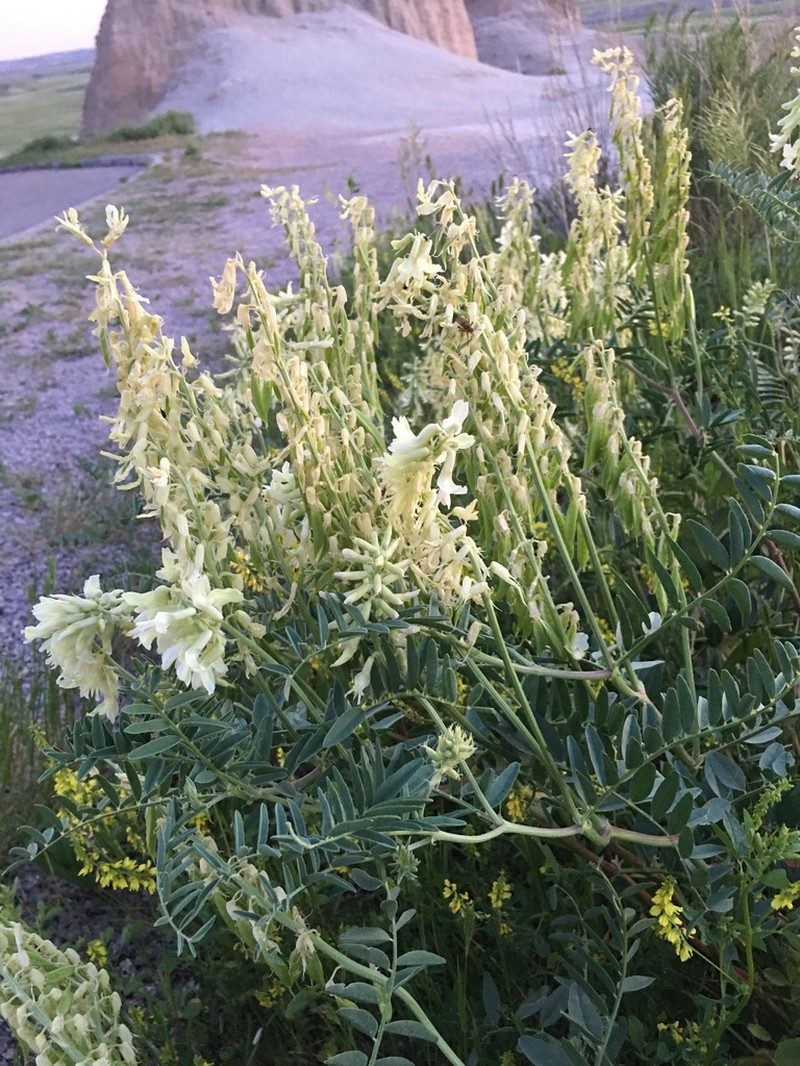 Cream Milkvetch photo 3
