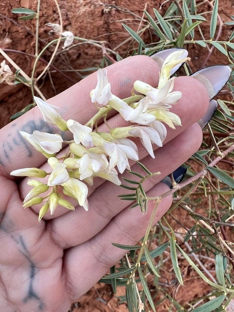 Cream Milkvetch photo 4