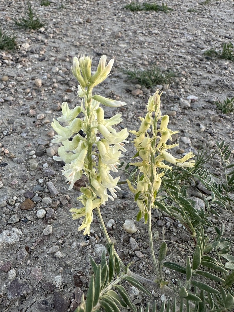 Cream Milkvetch photo 5