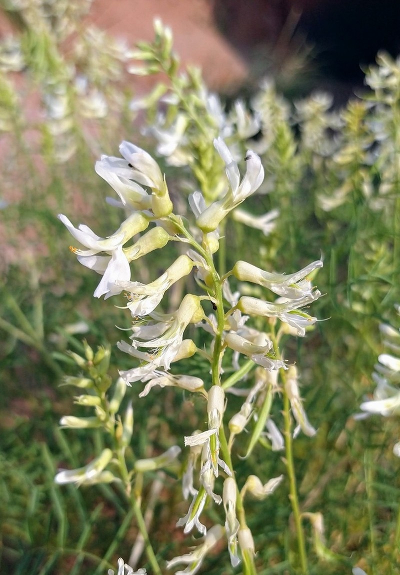 Cream Milkvetch photo 6