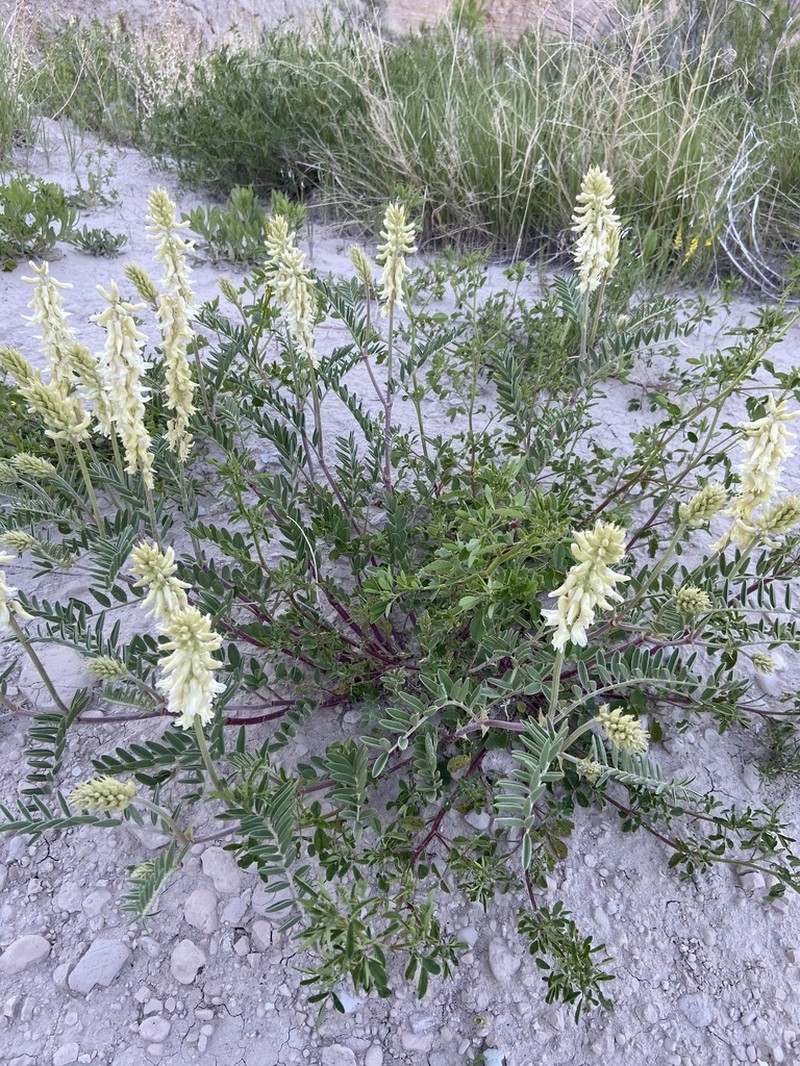 Cream Milkvetch photo 7