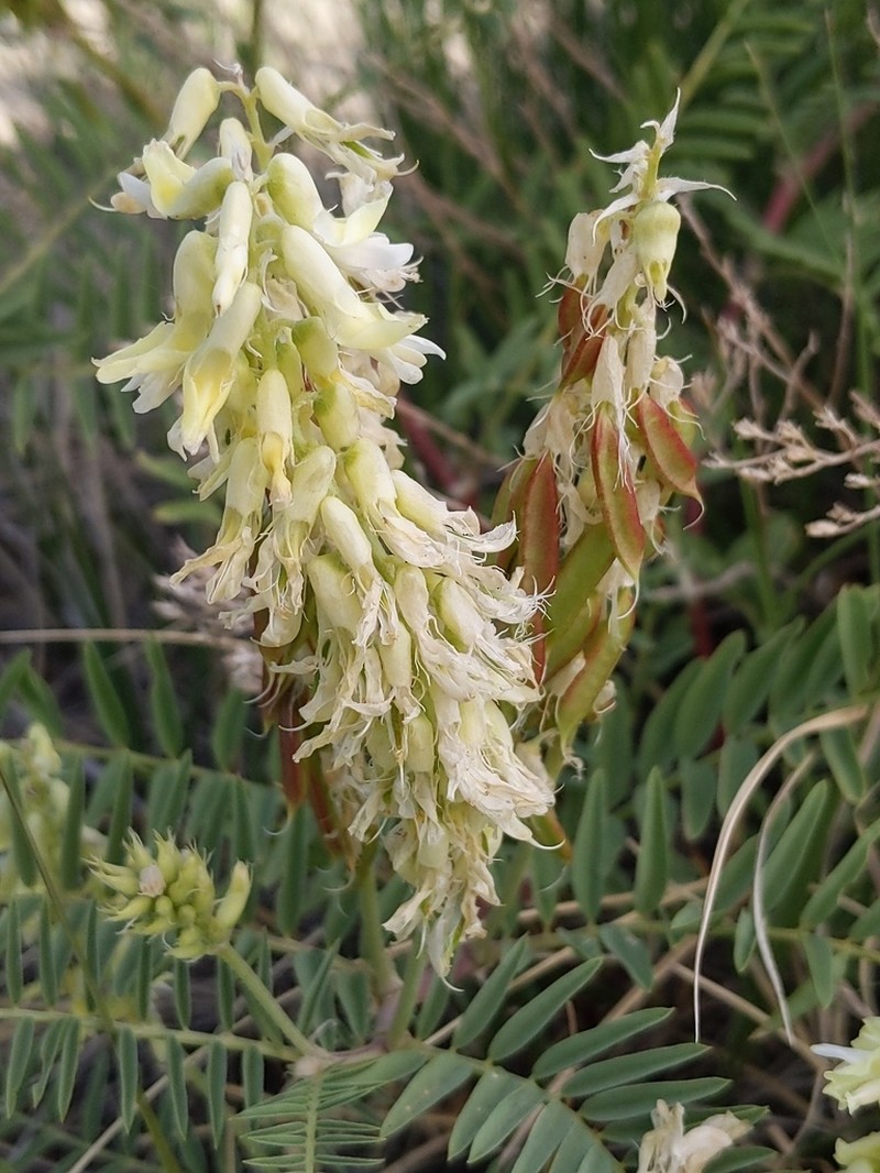 Cream Milkvetch photo 8