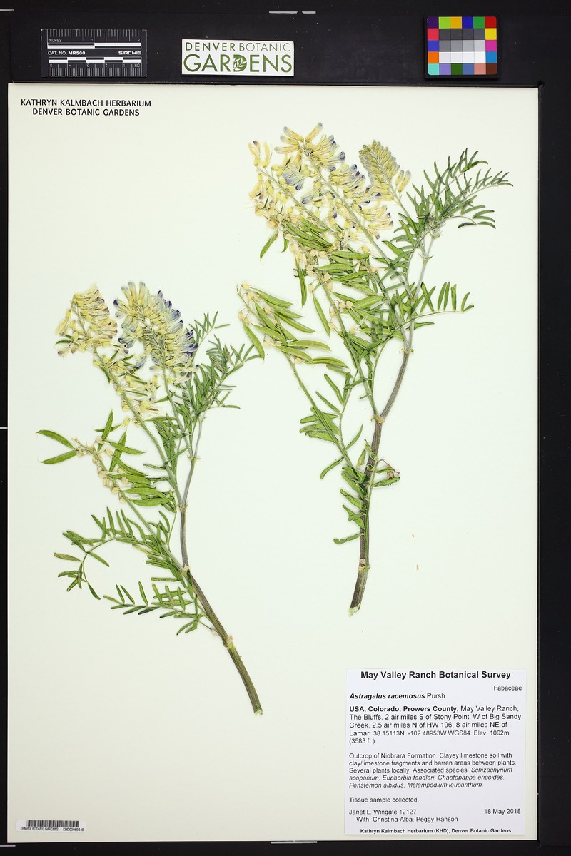 Astragalus racemosus var. racemosus photo 3