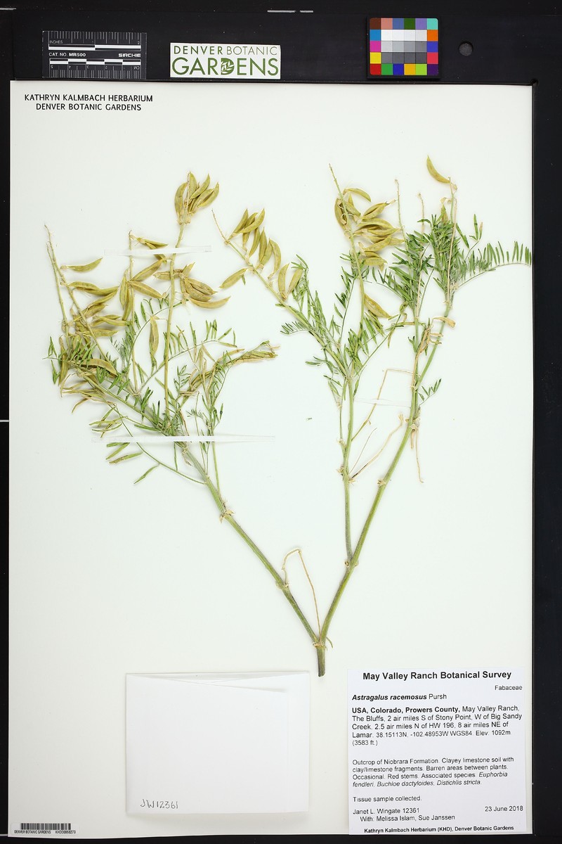 Astragalus racemosus var. racemosus photo 4