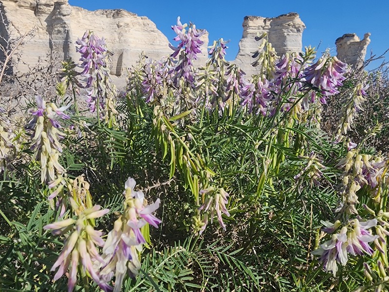 Astragalus racemosus var. racemosus