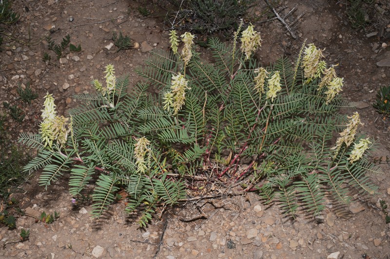 Astragalus racemosus var. racemosus photo 2