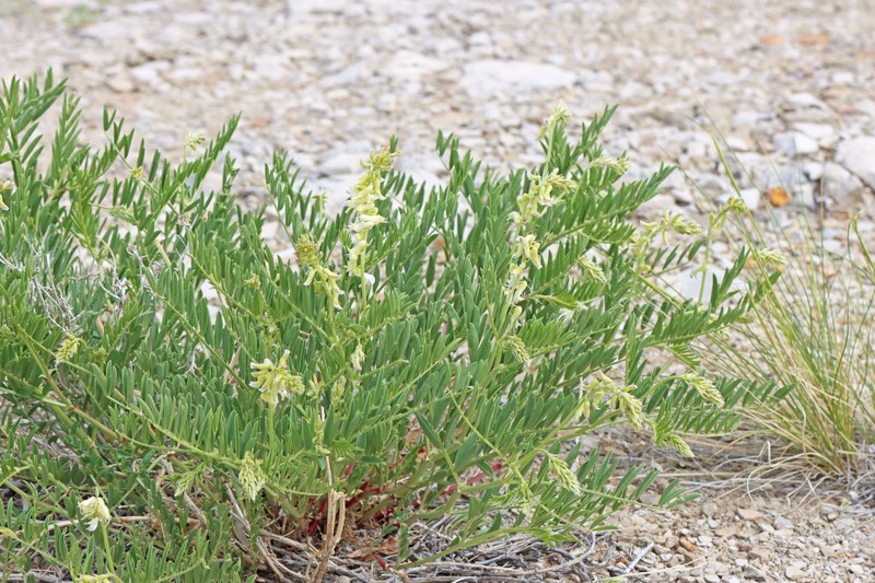 Astragalus racemosus var. treleasei