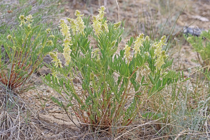 Astragalus racemosus var. treleasei photo 2