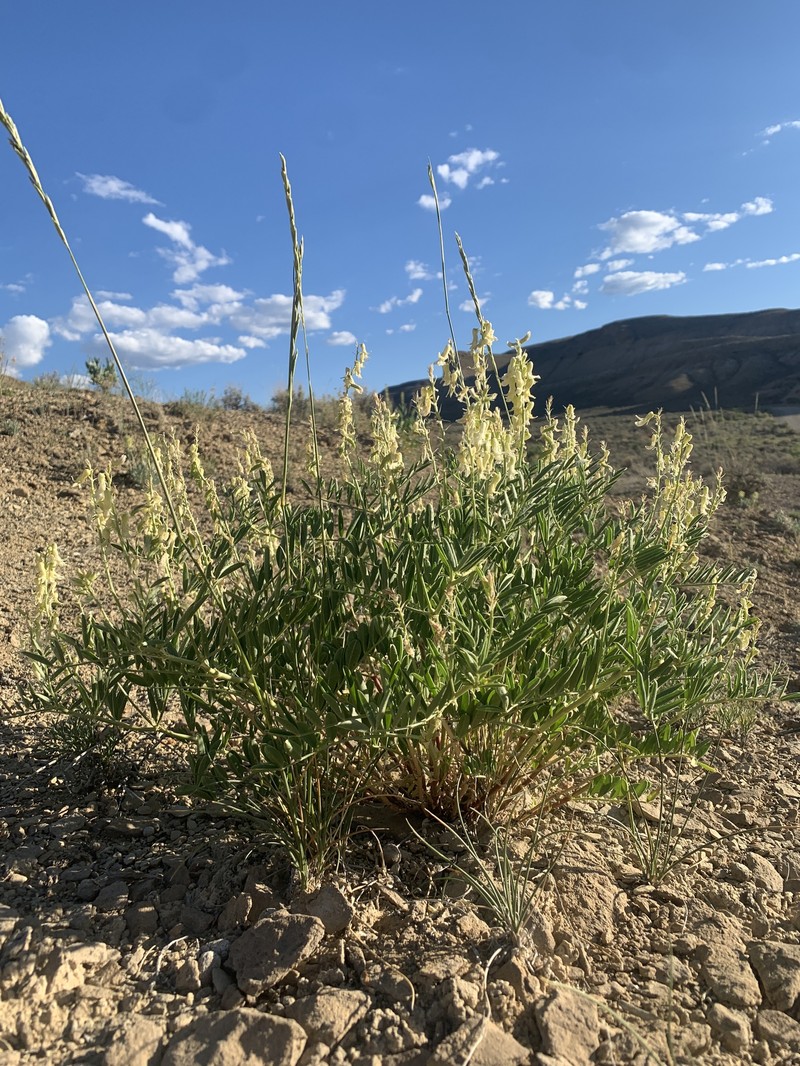 Astragalus racemosus var. treleasei photo 3