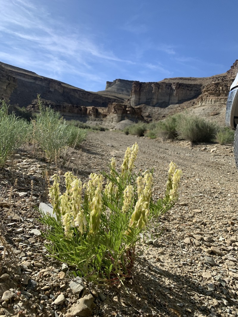 Astragalus racemosus var. treleasei photo 4