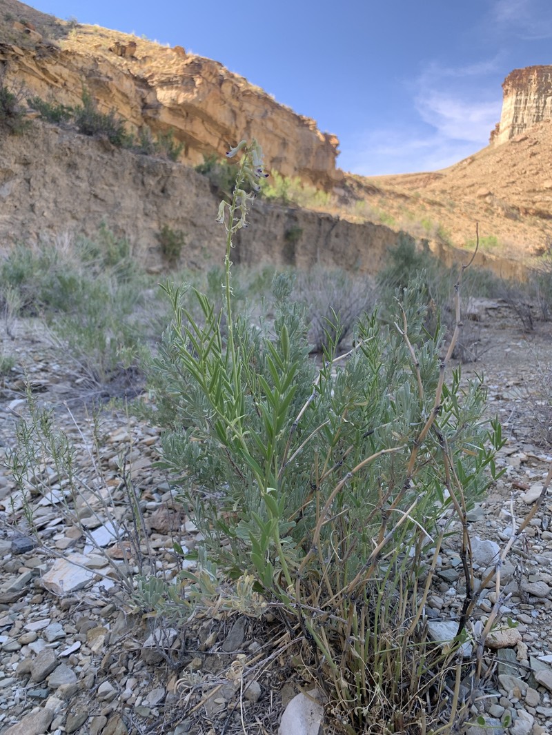 Astragalus racemosus var. treleasei photo 5