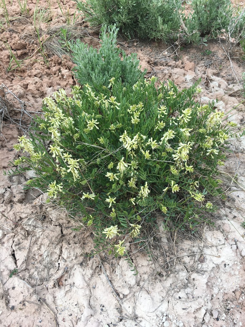 Astragalus racemosus var. treleasei photo 6