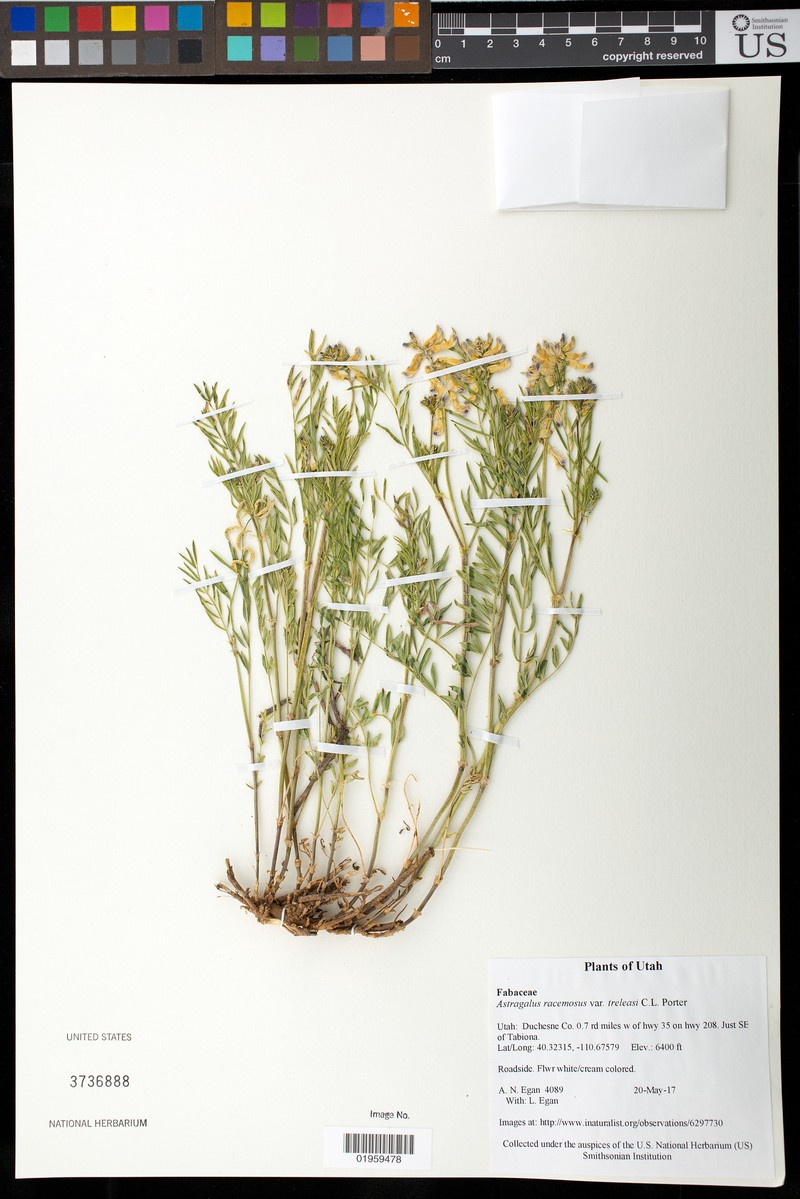 Astragalus racemosus var. treleasei photo 7