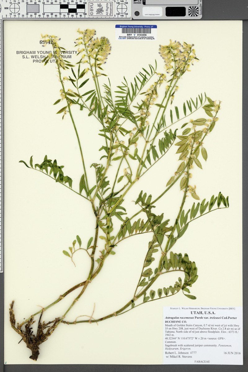 Astragalus racemosus var. treleasei photo 8