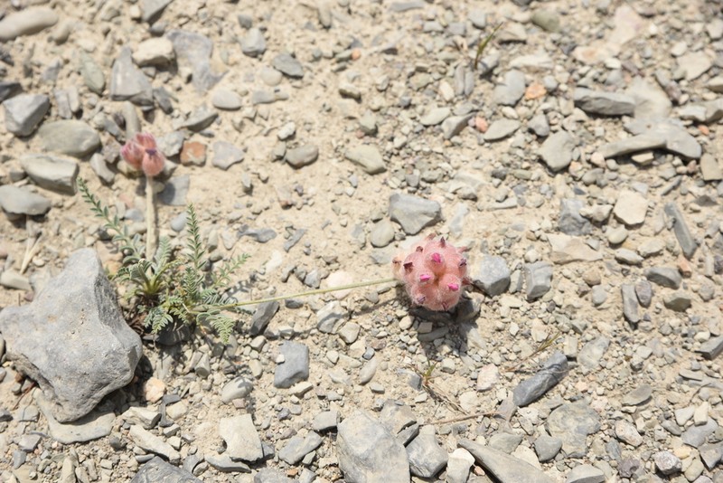 Astragalus raddei