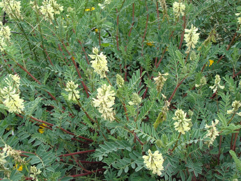 Astragalus radicans photo 3