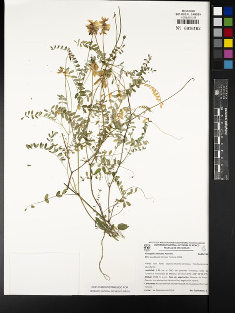 Astragalus radicans photo 4
