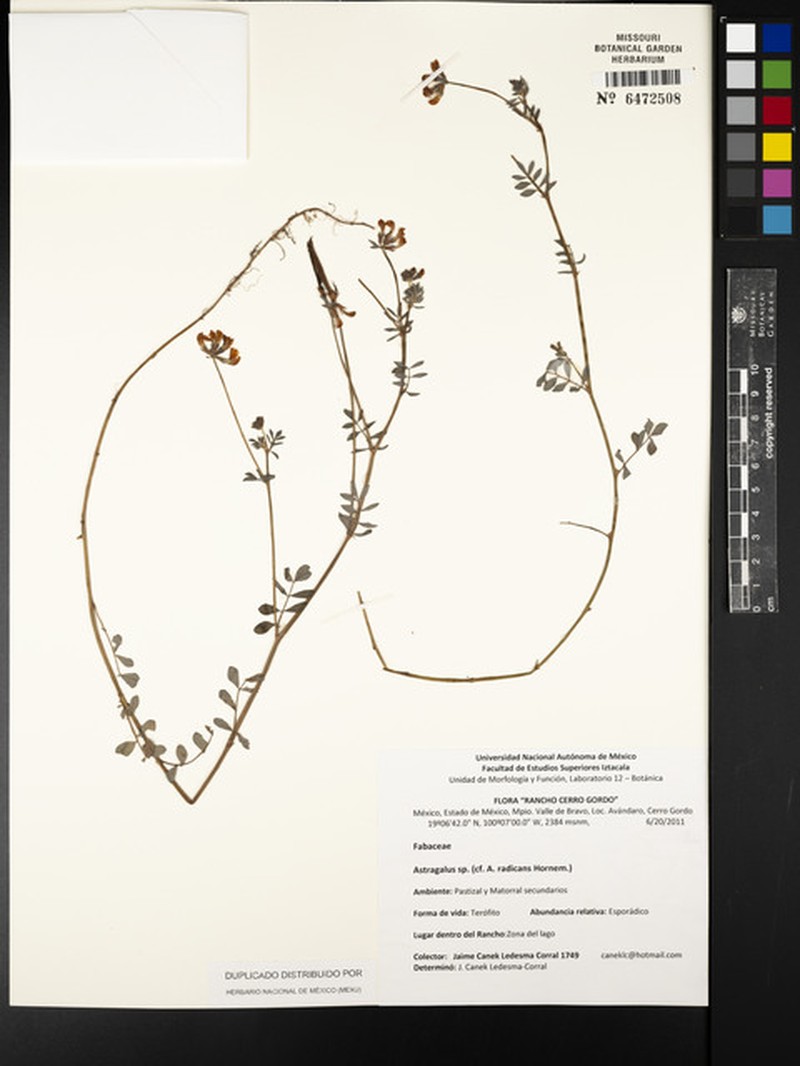 Astragalus radicans photo 5