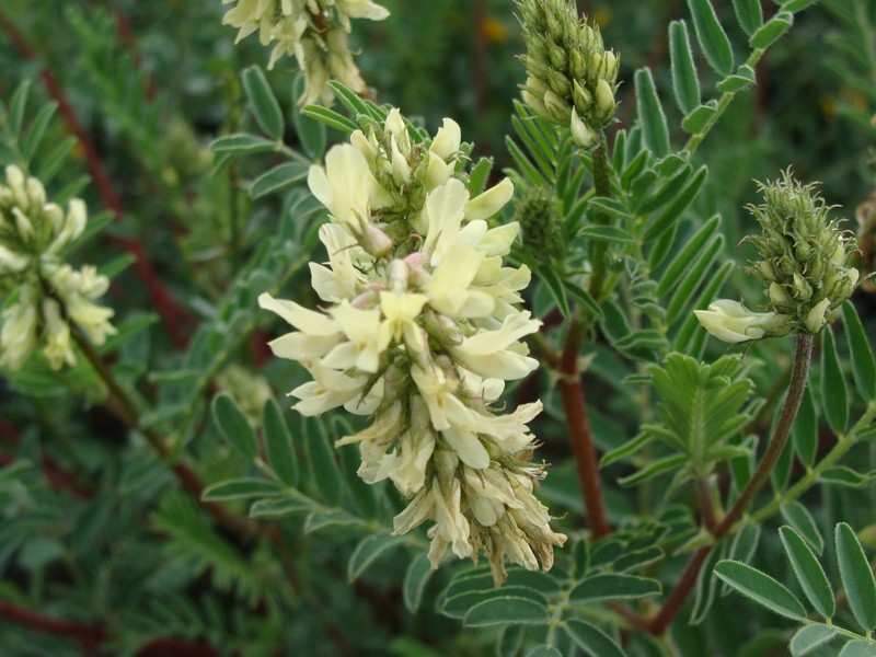 Astragalus radicans