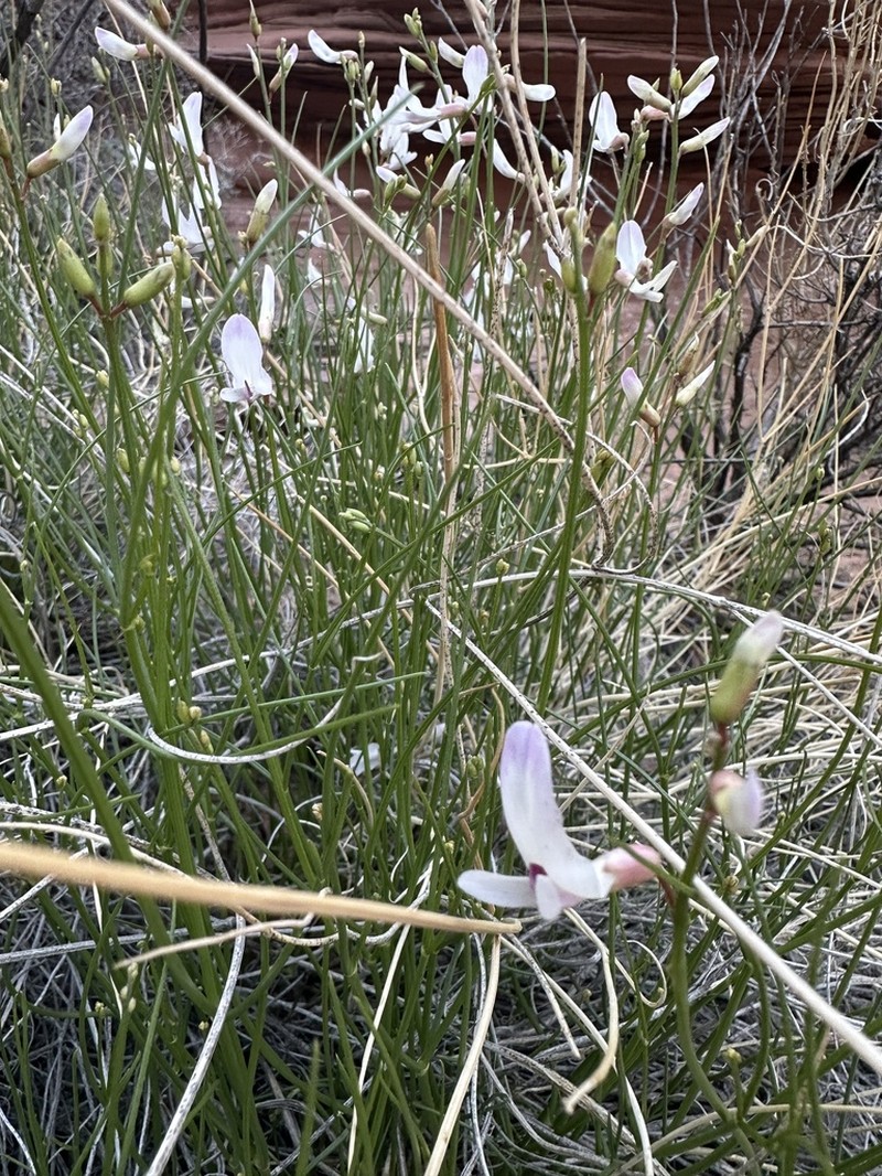 San Rafael Milkvetch