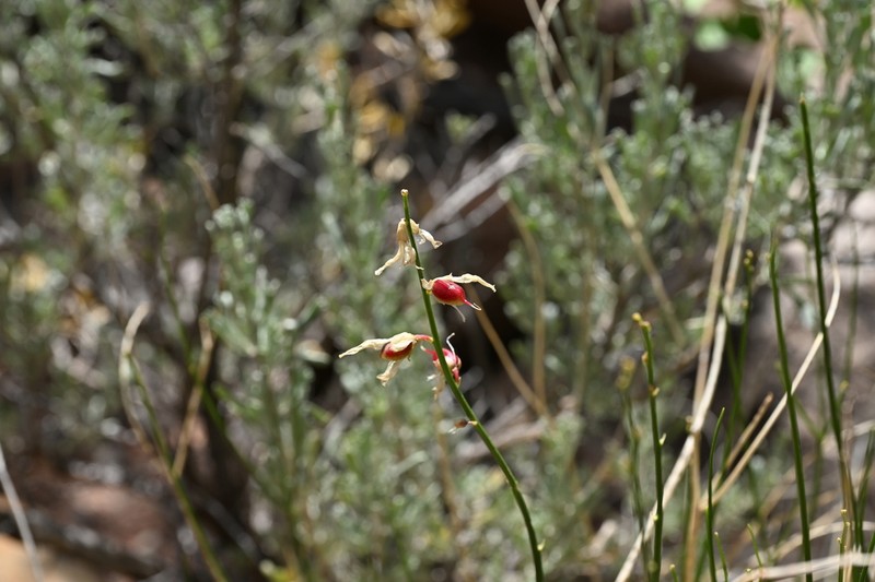San Rafael Milkvetch photo 6