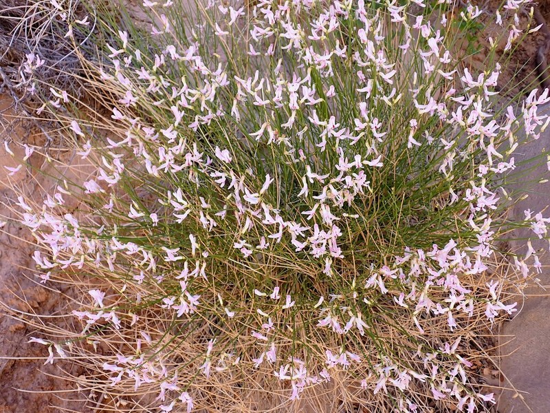 San Rafael Milkvetch photo 7