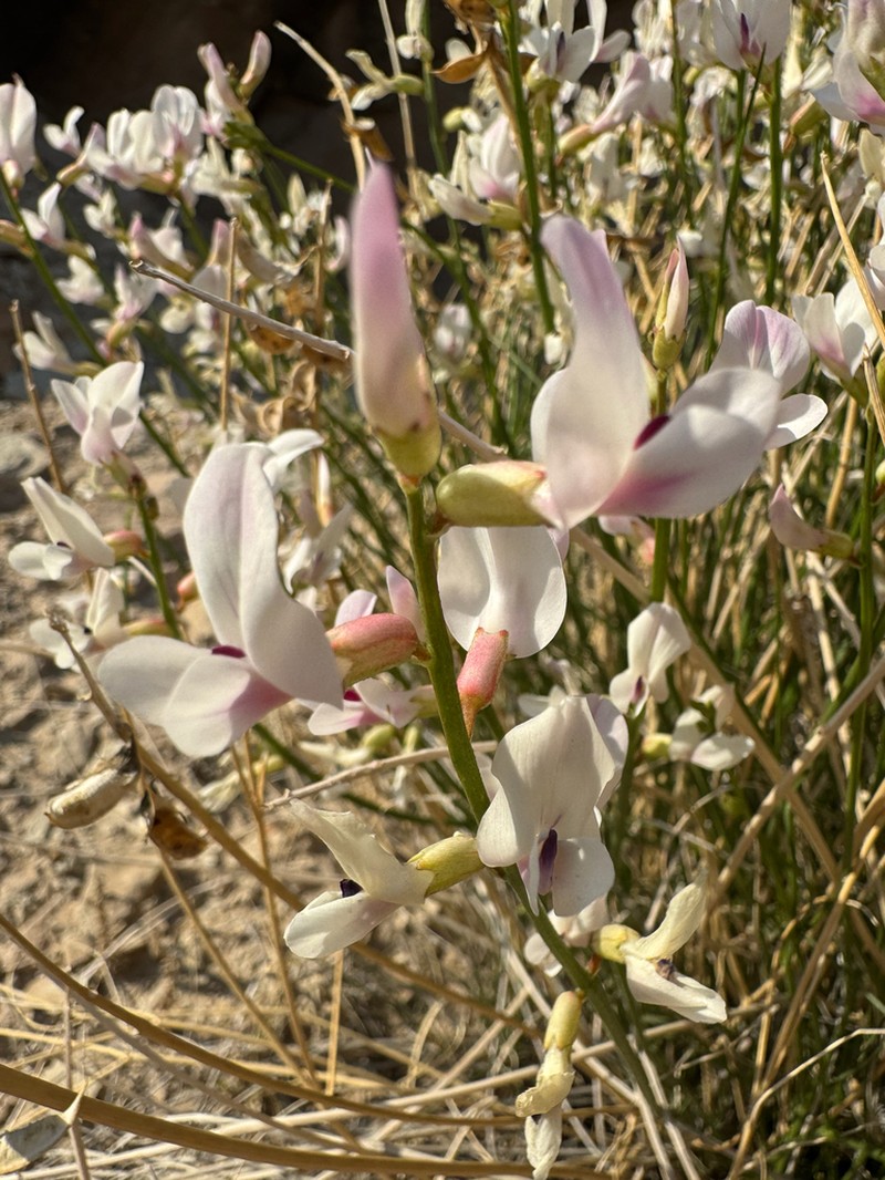 San Rafael Milkvetch photo 8