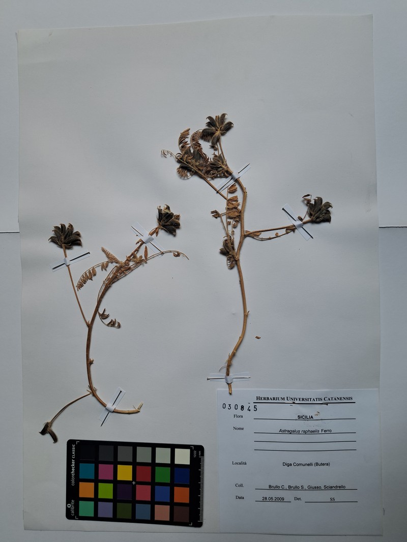 Astragalus raphaelis