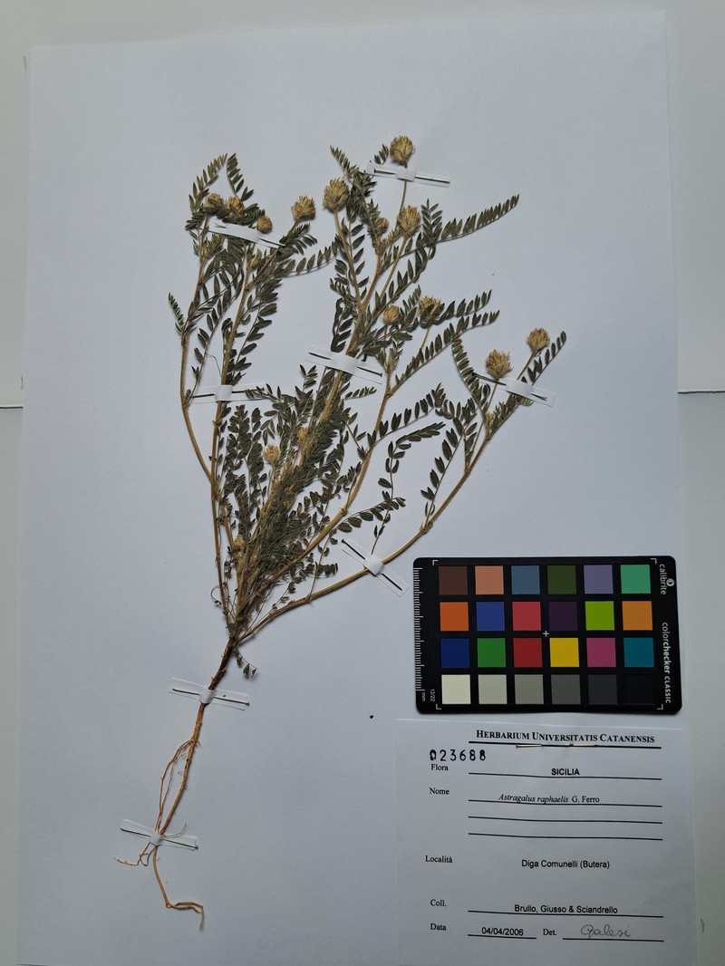 Astragalus raphaelis photo 2
