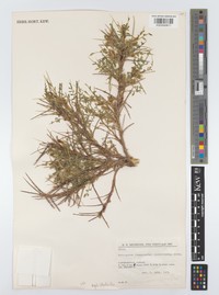 Astragalus raphiodontus