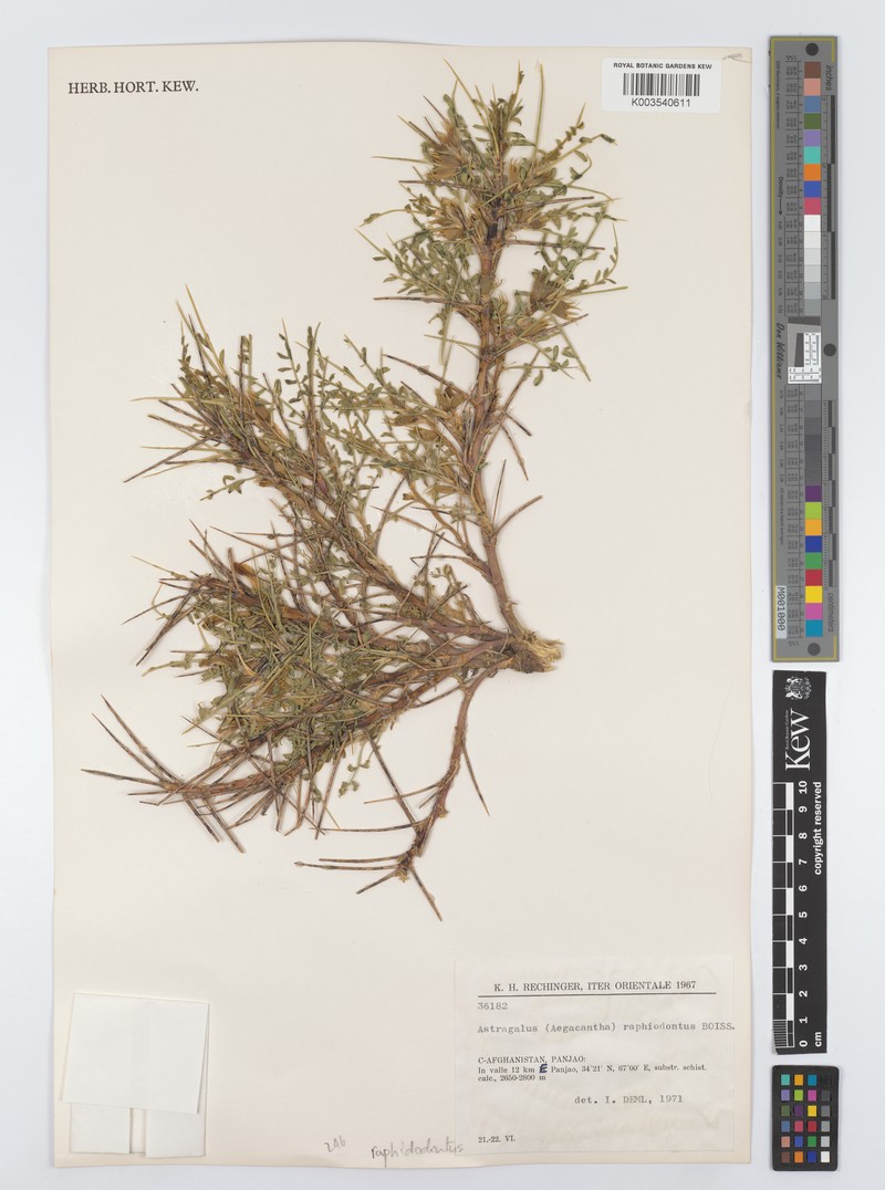 Astragalus raphiodontus
