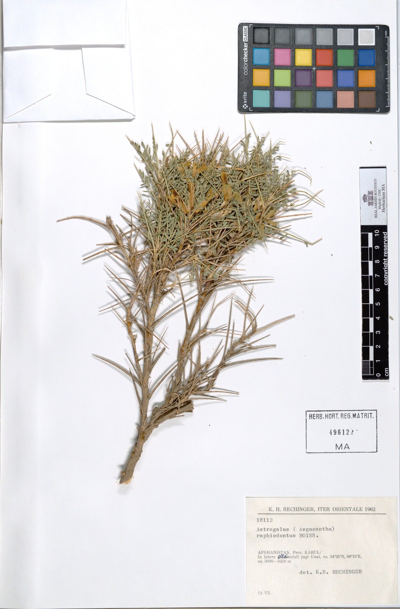 Astragalus raphiodontus photo 2