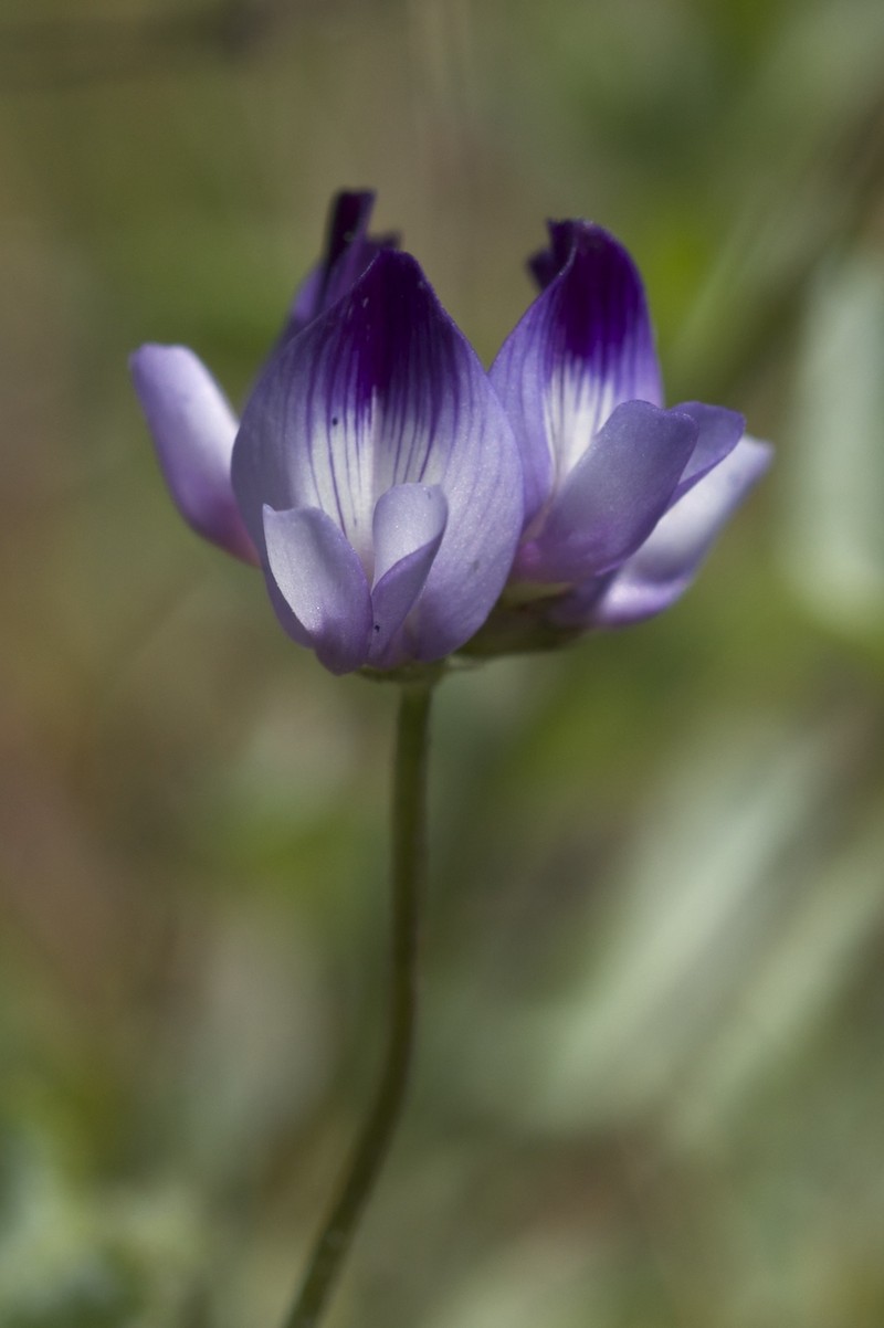 Rattan's Milkvetch