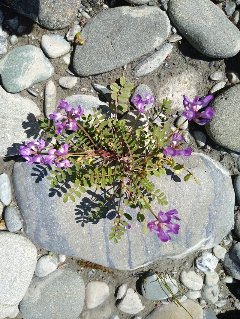 Rattan's Milkvetch photo 3