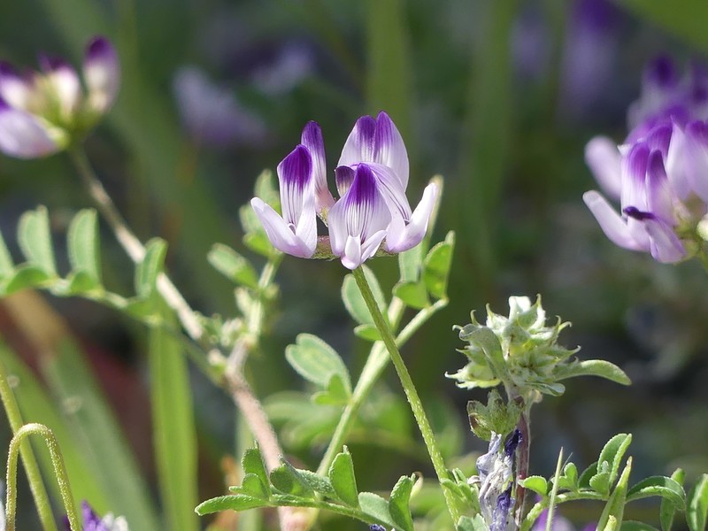 Rattan's Milkvetch photo 4
