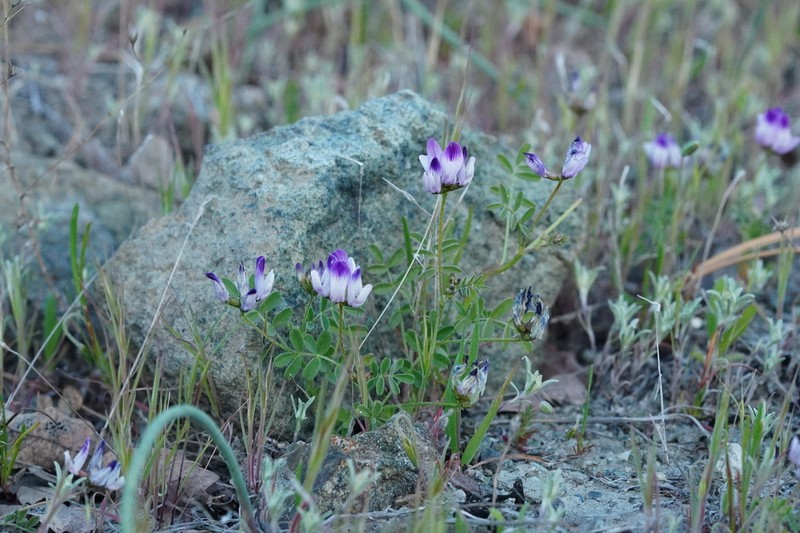 Rattan's Milkvetch photo 5