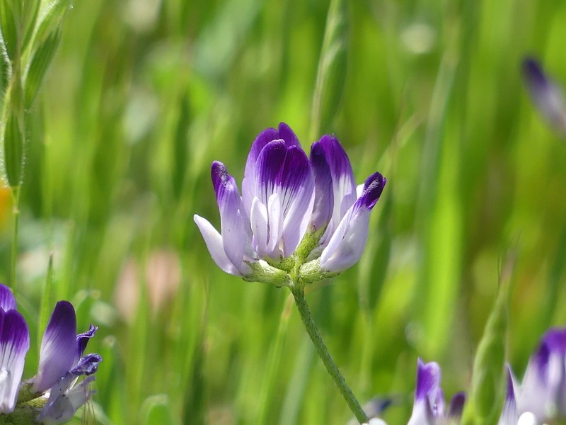 Rattan's Milkvetch photo 6