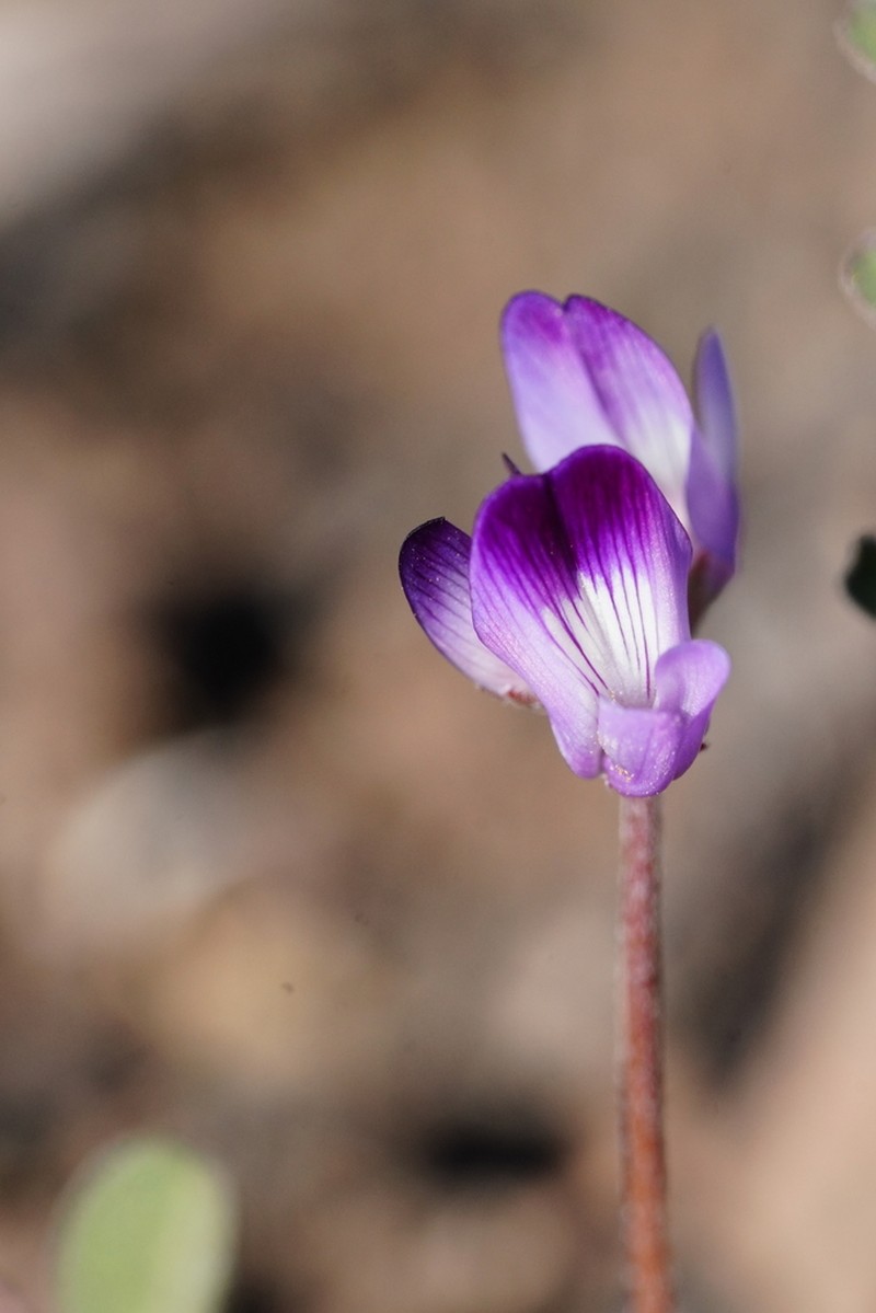 Rattan's Milkvetch photo 7