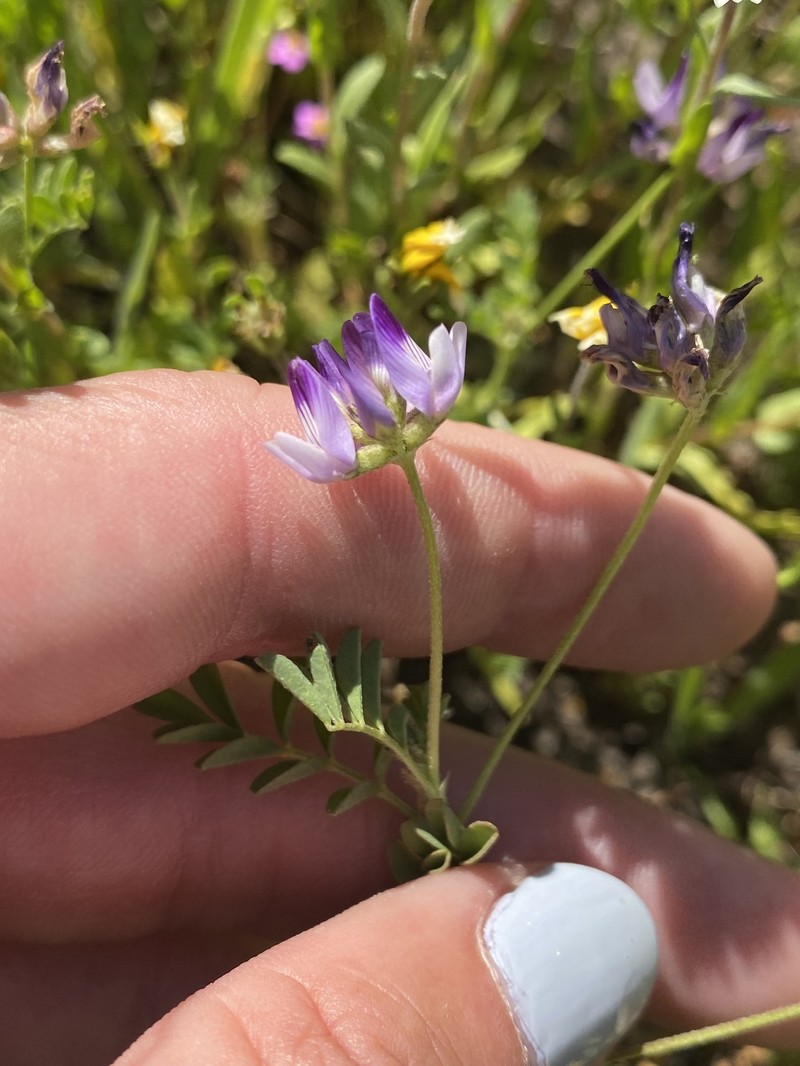 Astragalus rattanii var. jepsonianus