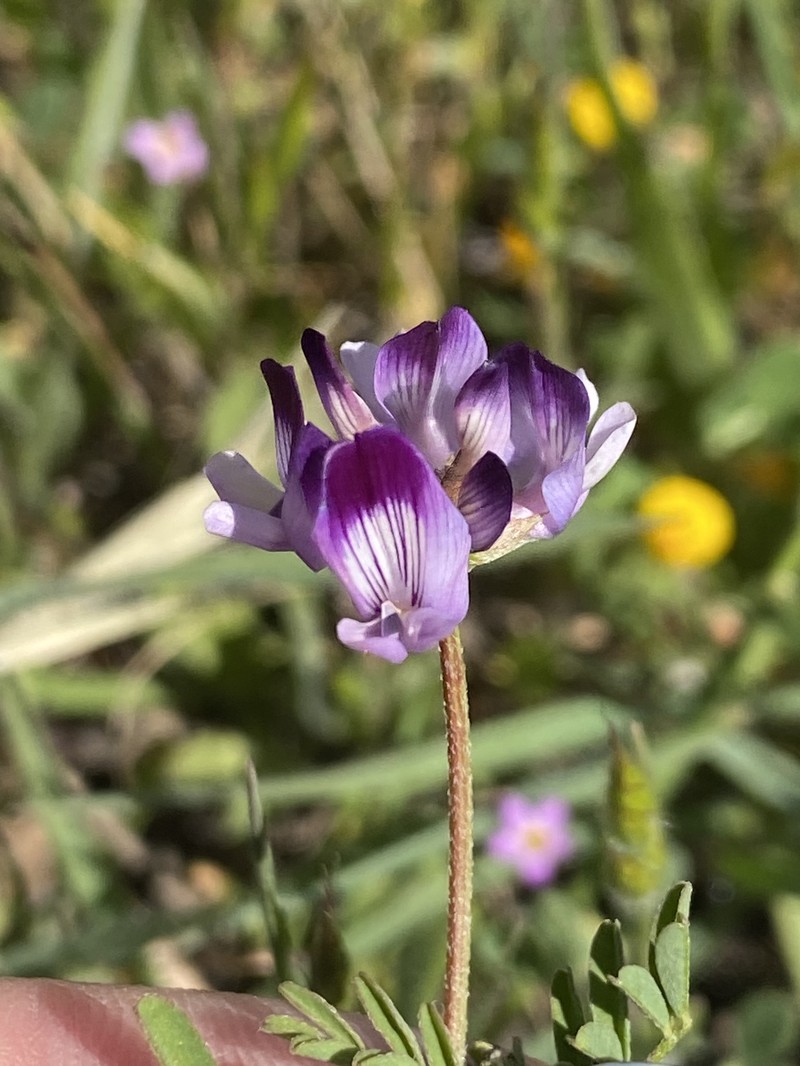 Astragalus rattanii var. jepsonianus photo 2