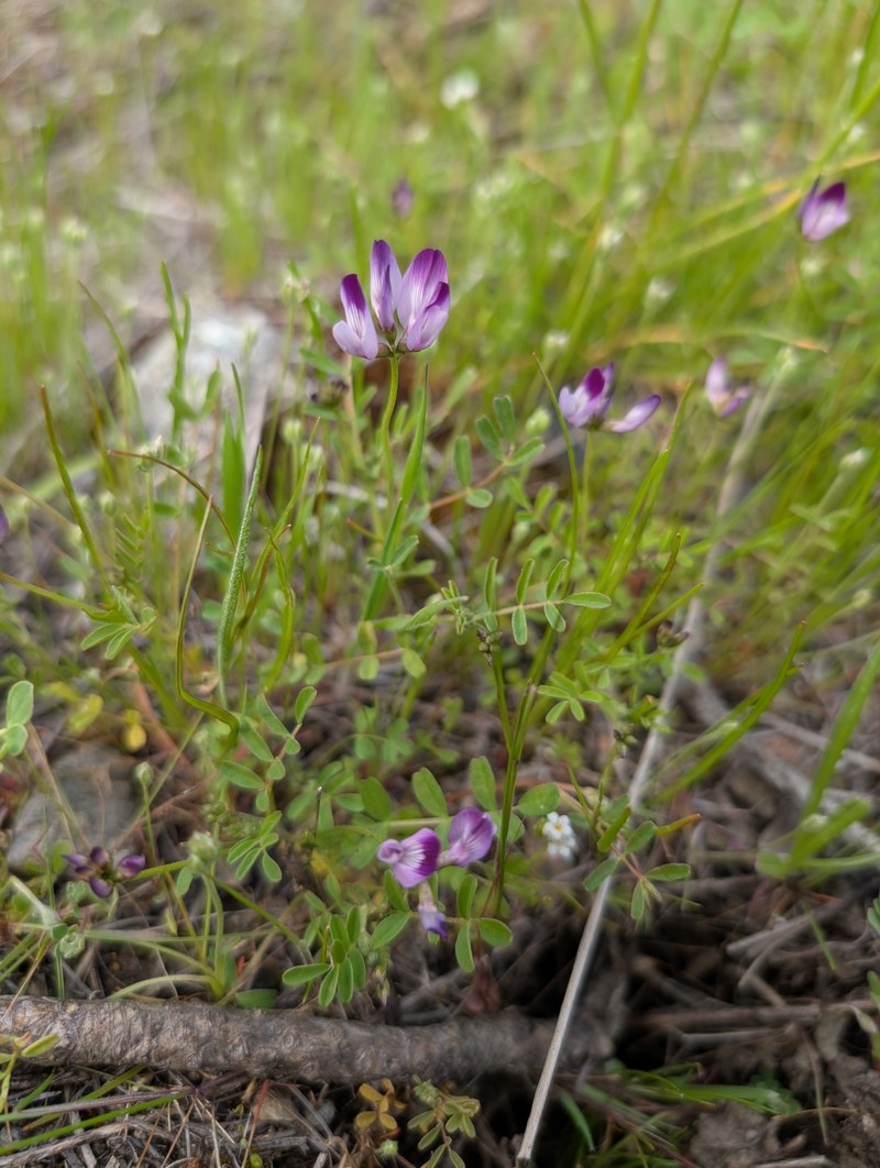 Astragalus rattanii var. jepsonianus photo 4