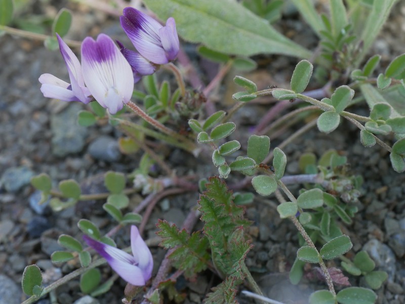 Astragalus rattanii var. jepsonianus photo 5
