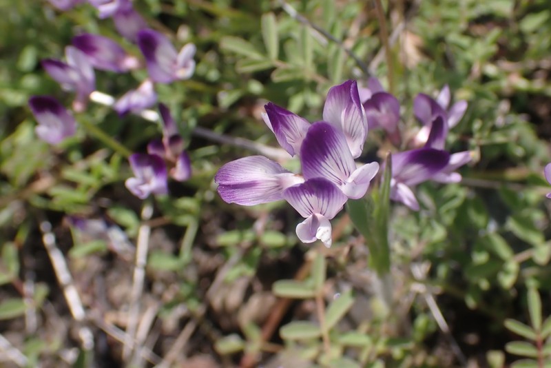 Astragalus rattanii var. jepsonianus photo 6
