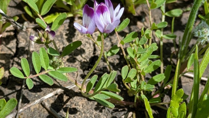 Astragalus rattanii var. jepsonianus photo 7