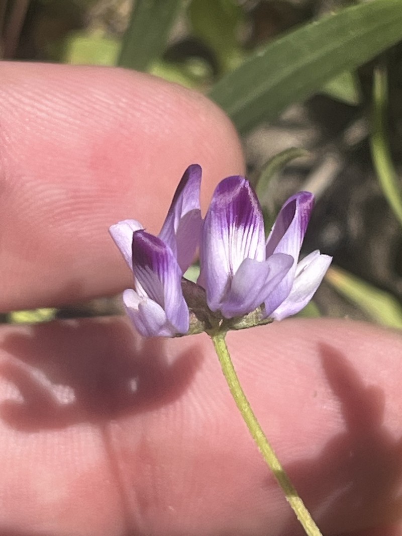 Astragalus rattanii var. jepsonianus photo 8