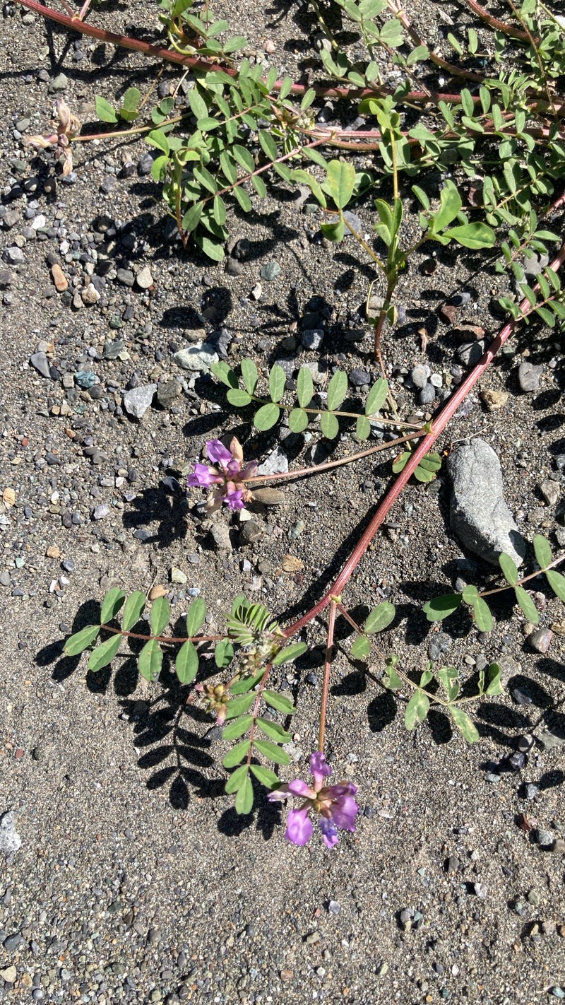 Astragalus rattanii var. rattanii photo 4