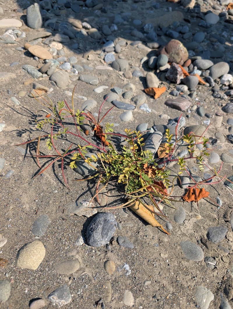 Astragalus rattanii var. rattanii